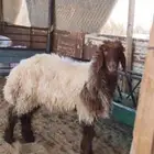 رخل نعيمي طيبه جدا