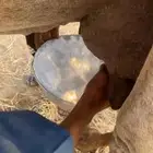 ناقه خلفه