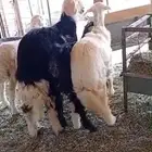 خرفان نجدي خرفان حريه ي ورخل حريه وجفره عارضيه كلها فل شحم