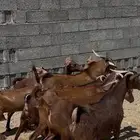 دهم للبيع بفحلها