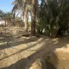 نخل للبيع بالكامل في بيشه عقيلان او الايجار