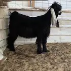مواشي معزاء عوارض