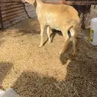 رخل سواكنيه