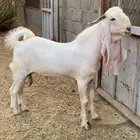 تيس