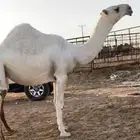 بكره مفروده باتليه على ولد باتلي فنجال