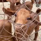 معزا دهم صنف مشروطه