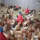 دجاج بلدي بياض فواتح اعمار 6 شهور