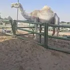 خلفه