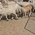 سواكني مرابي 770 ريال فقط لا غير