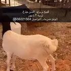 بربري للبيع تربيه 3 شهور