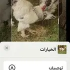ديك كلمبي انتاج  خوارج ك ونك