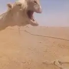 بعير من المحتمل مغلوث