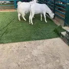 هجين يورقت بيض دفيع