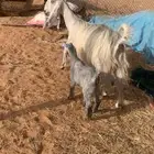 عنز متبع مصريه