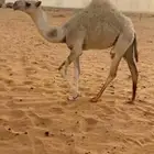 ناقه عشره تحتها بكره رمانيه