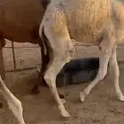 قعدان