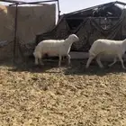 خروف ورخل صفر