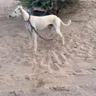 سلوقي ضايع