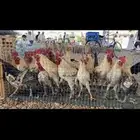القصيم البدايع