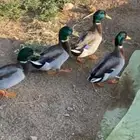 بط نحم ذكور