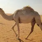 حقه وضحاه باتاليه البيع
