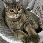 البحث عن قطة