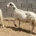 نعجه كفو صفرا دافع