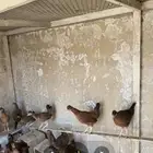 دجاج ترثه فاخره من حلال ابوفهد القحطاني وابوسا ر ه المزا