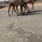 بكار صفر لقوات دبيانيات