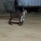 جفر ناسي حجازي فاخر يدغر