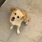 كلب الكوكوني للبيع