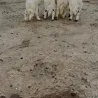 طليان جذعان