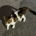 قط شيرازي ضايع او للتبني في العارض