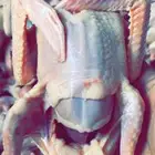 للبيع زغليل حمام فرنسي