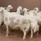 غنم حري للبيع شرق الدوادمي