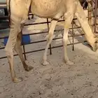 حشو