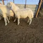مشاريع فحول حريات صنف الصنف نوادر
