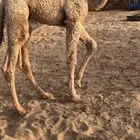 للبيع قعود قصب العمر اربع شهور