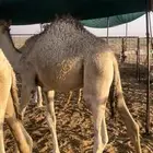 للبيع حشو ثنين فل شحم