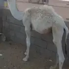 البيع القعود