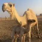 خلفه ثنووعلى جميع الشروط