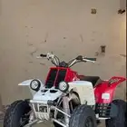 مطلوووب بانشي