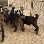 للبيع التيوس