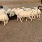 حري ذبايح ثلاجه ذبائح مناسبات عقيقه يوجد صلخ توصيل