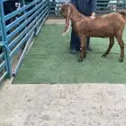 جذعه صفرا مطوره راس طيب
