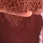 بذور برسيم