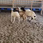 رخال ميديه جذعات جاهزة للفحل