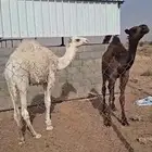 قعدان