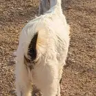 للبيع جفره ذبيحه مغلقه فل