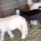 خروف نجدي وخروف حري ورخال حريات اهمارها 4 وفوق